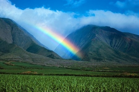 rainbow hawaii