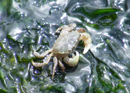 A baby crab