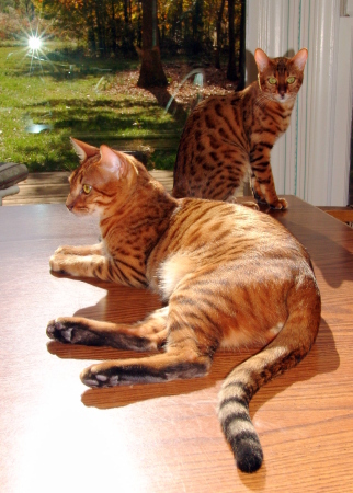 Our Bengals...