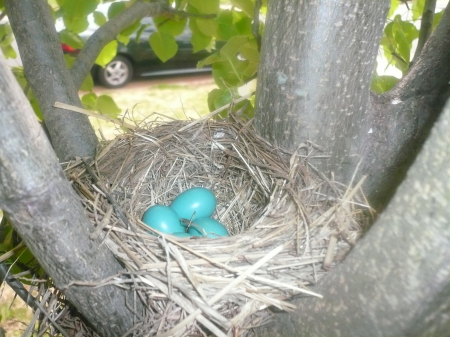 Bird's Nest in Tree in front of our house 2007