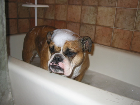 Beautiful Bella in the bath