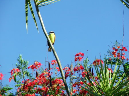 Trinidad, West Indies 2007