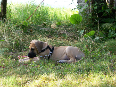 Mordecai outside at Brule Lake Cabin in UP of MI