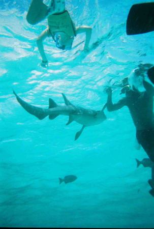 My Son Eric Swimming with a shark in the Cayman Islands