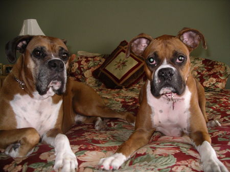 My Boxers...Ranger and Fiona