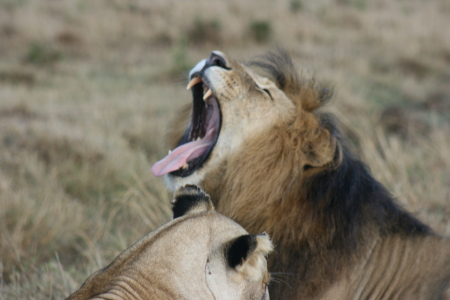 Cool Lion Picture, Kenya 2006