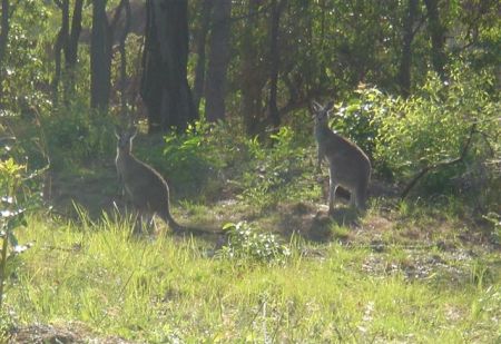 Kangaroos in the back yard at a friend's place in Queensland