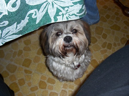 Our Lhasa Apso, Muffy girl.