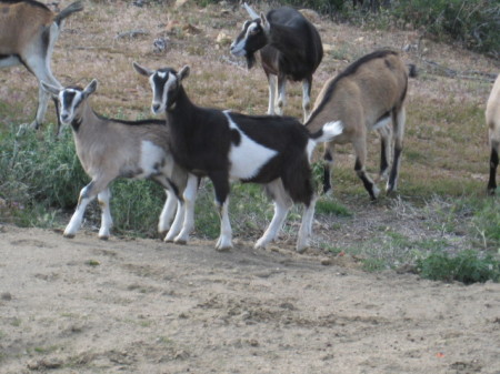 My Pet Goats
