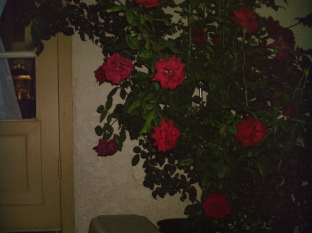 My Roses