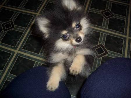 Nico - my Pomeranian