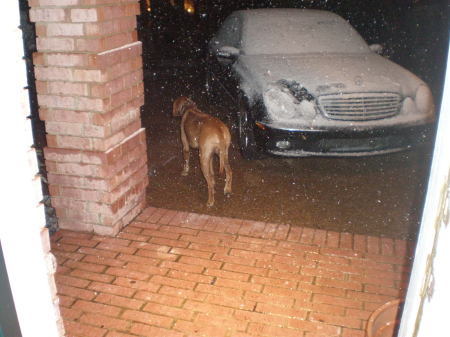 Mazi checking out the snow