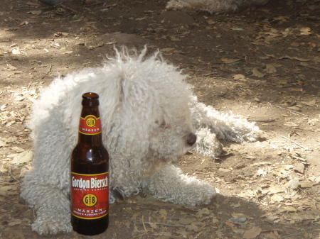 That dog stole my beer!