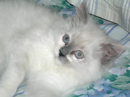My cat "Sugarplums Princess Bella Blue"