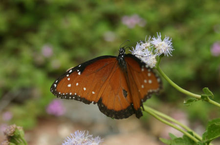 Butterfly & Flower, Sonoran Desert Museum, Aug