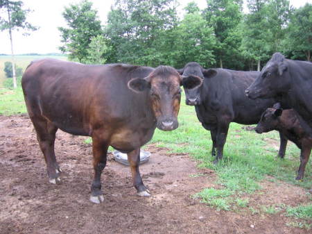 beef cattle