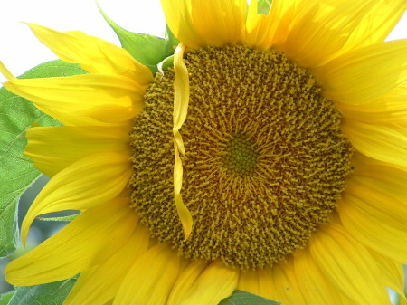 Sunflower from my garden 2007