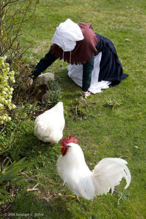 Gardening with chickens