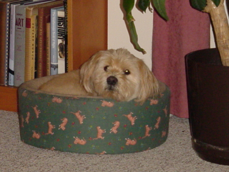 Richie in the cat bed