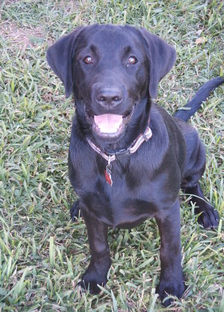 Our Lab Autumn when she was a pup in '05