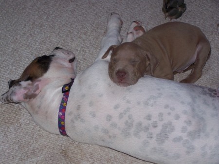 My little pit bulls... so sweet...