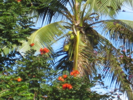 Carla Sturtevant's album, Hawaii