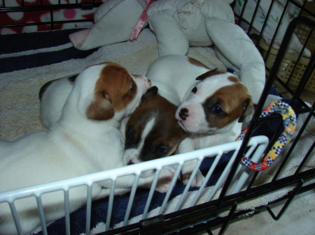 our newest puppies at four weeks old