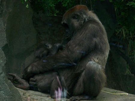 Mother and child Gorillas