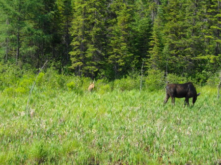 A mother moose and her calf.