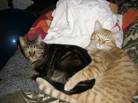 Tuco and Blondie help with laundry