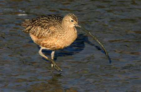 Wildlife photography Long Billed Curlew