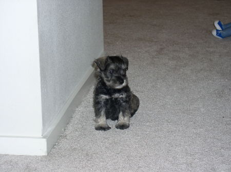 Baxter when he was just 8 weeks old.