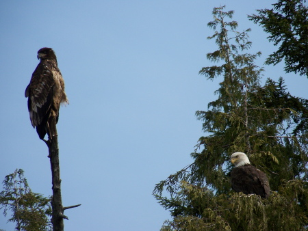 A couple of Eagles..