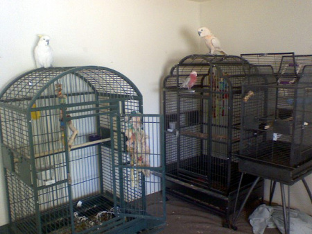 My 3 Cockatoos