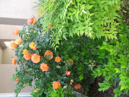 Front flower bed peach roses