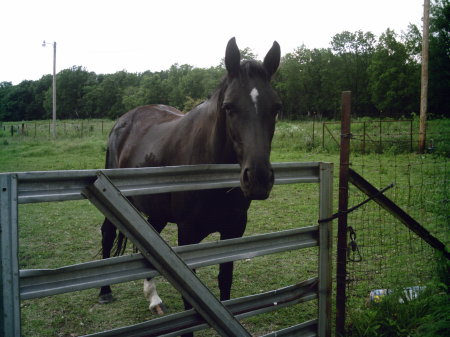 on of my horses Bitsy