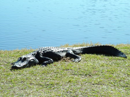 Gator