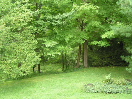 View of the ravine in my back yard.