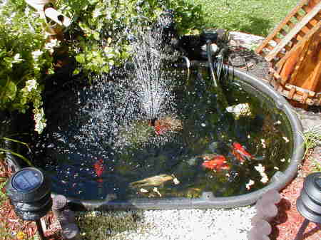 My pond