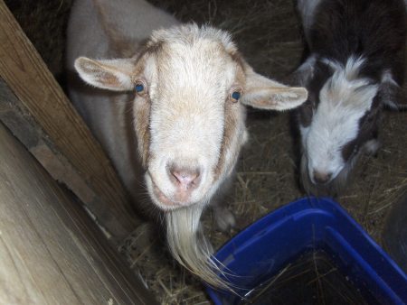 One of my goats - Named "Sheep"