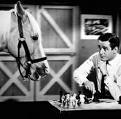 Mr Ed and Wilbur playing checkers