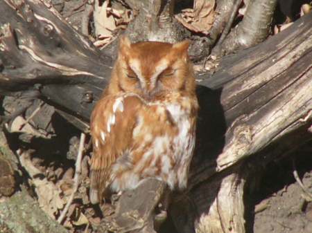 Screech Owl in our back yard