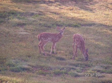 3 week old baby deer