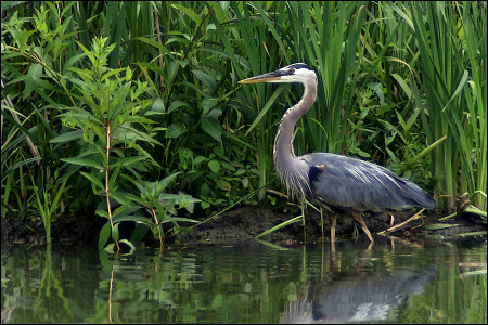 Heron in the beaver pond in the Nat. Park