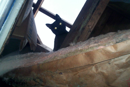 My cat peering through the hole in my roof