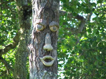 Faces in the trees, the kids love em'