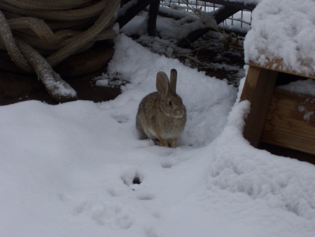 Snow Bunny