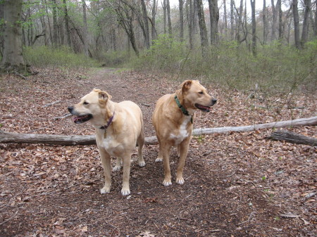 Our dogs out for a romp in the woods