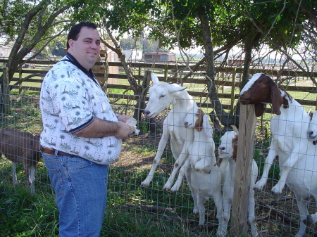 My husband feeding the goats