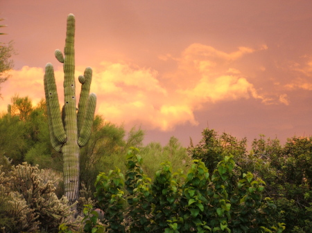 Arizona Sunset